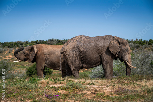 Photography African elephants in the wild