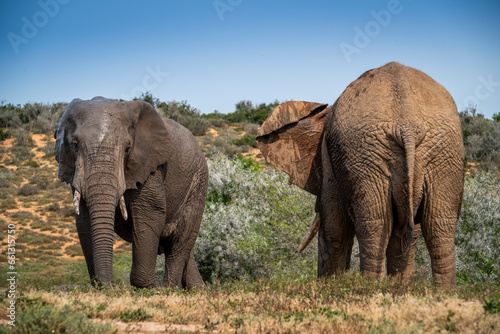 Photography African elephants in the wild