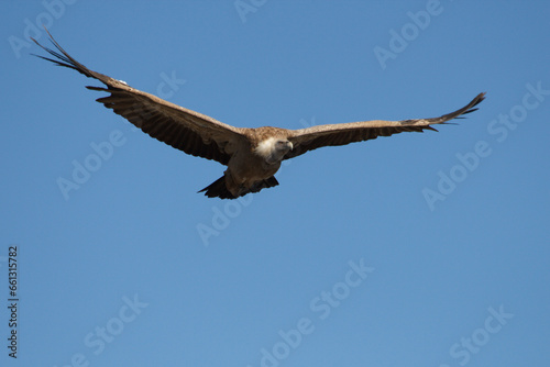 Griffon vulture volando con alas extendidas y fondo de cielo azul en Alcoi  Espa  a