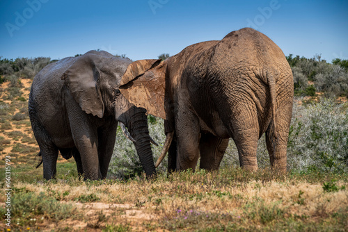 African elephants in the wild