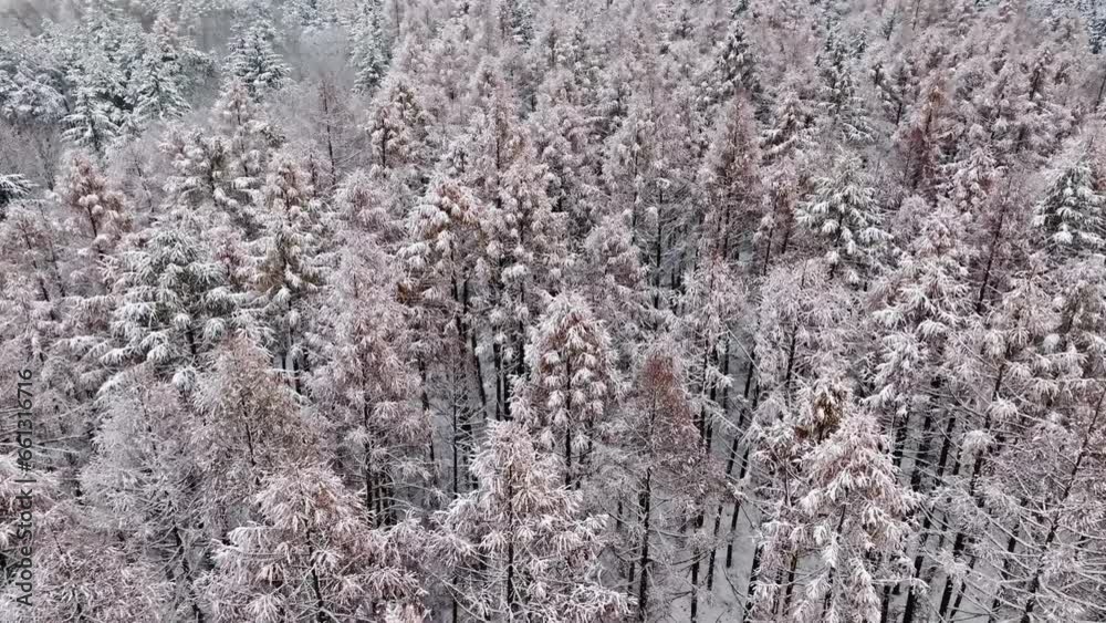 Aerial view of snowy forest in cold winter, Poland. Aerial view of snowy forest in cold winter, Poland.