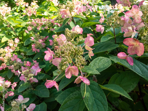 Obraz na plátně Panicle Hydrangea (Hydrangea paniculata) 'Bombshell' flowering with rosy pink fl