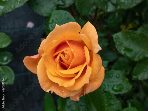 Copper  orange and yellow floribunda rose  Lusatia  flowering with with medium  full flowers  26-40 petals   in small clusters in summer garden