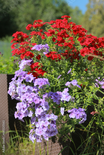 flowers in the garden