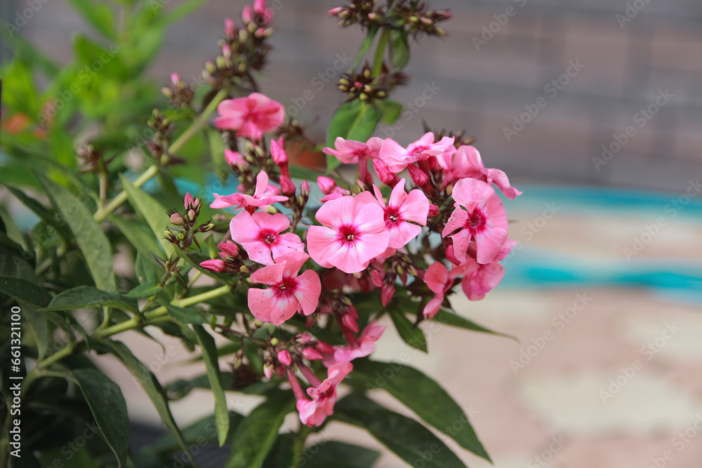 pink and white flowers