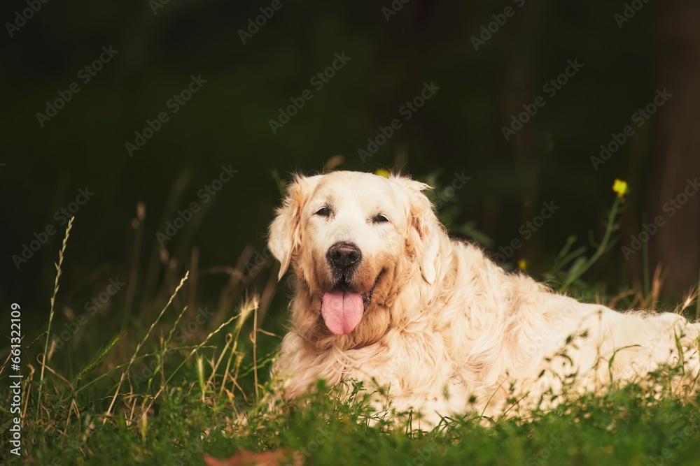 Senior Golden Retriever in a grass field at sunset. Old retriever close-up portrait. Senior Golden Retriever in a grass field at sunset. Old retriever close-up portrait.