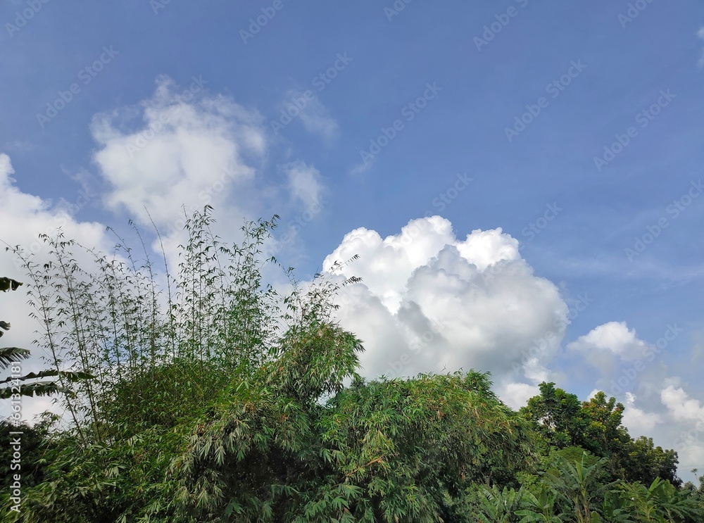 Obraz premium A group of trees with clouds in the sky. The sky is cloudy and there are cumulus clouds. The trees are in a natural outdoor environment, possibly in a jungle or forest. 