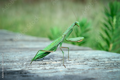 Green praying mantis isolated