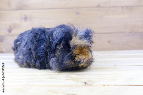 long haired guinea pig portrait.