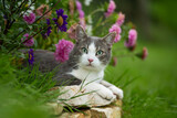 Cute young cat between flowers