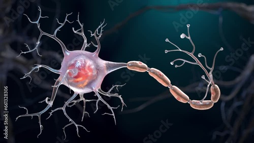 Neuron cell 