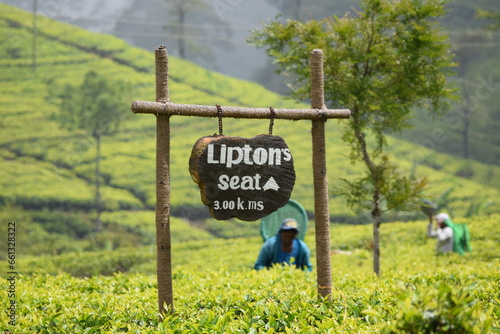 Lipton seat tea plantation, Haputale, Sri Lanka photo