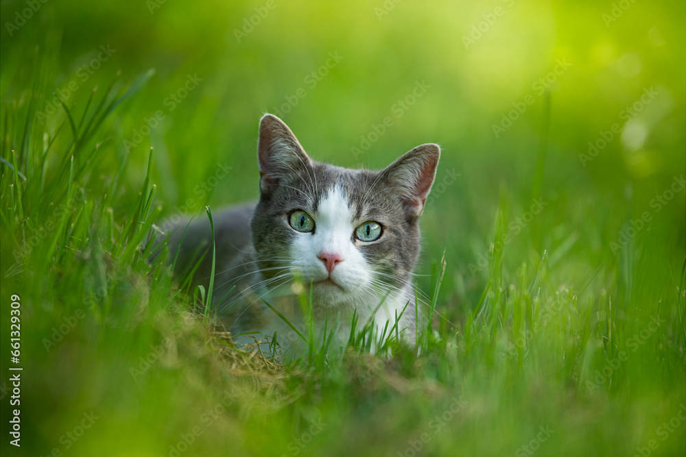 Cute young cat lying in a meadow