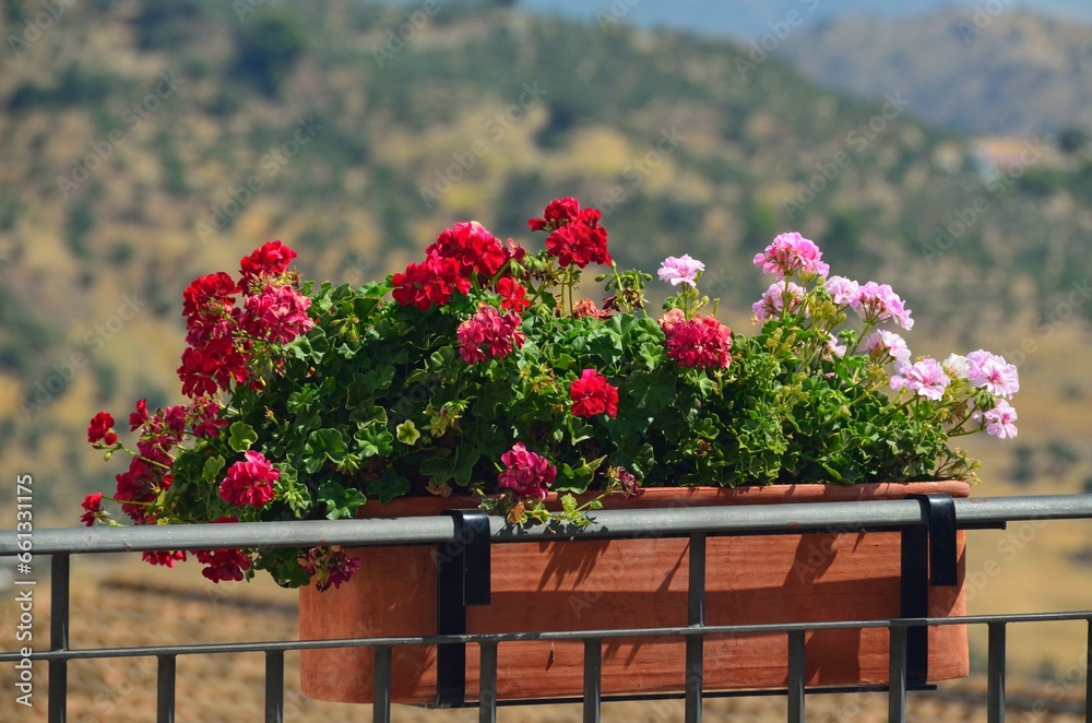 Jardinera con flores en Casarabonela, provincia de Mañalaga Jardinera con flores en Casarabonela, provincia de Mañalaga