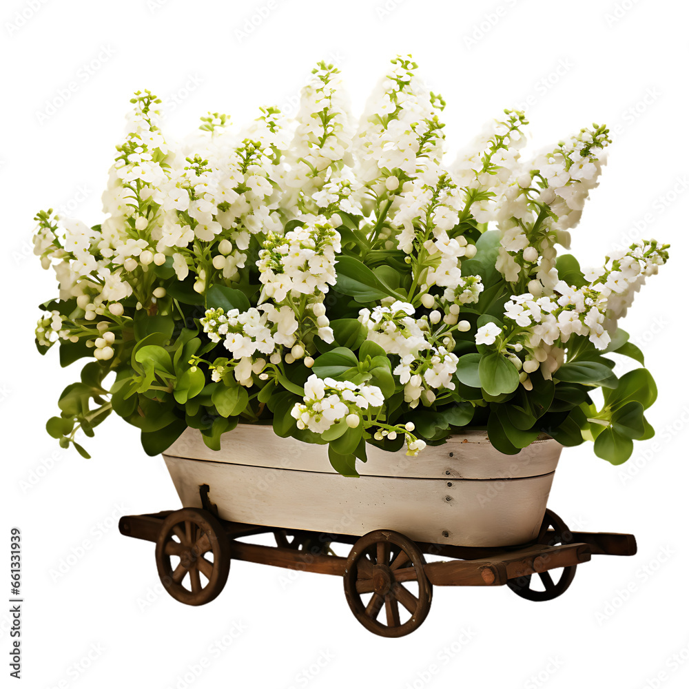 Alyssum with White Blooms in a Wheelbarrow Planter Isolated on Transparent or White Background, PNG