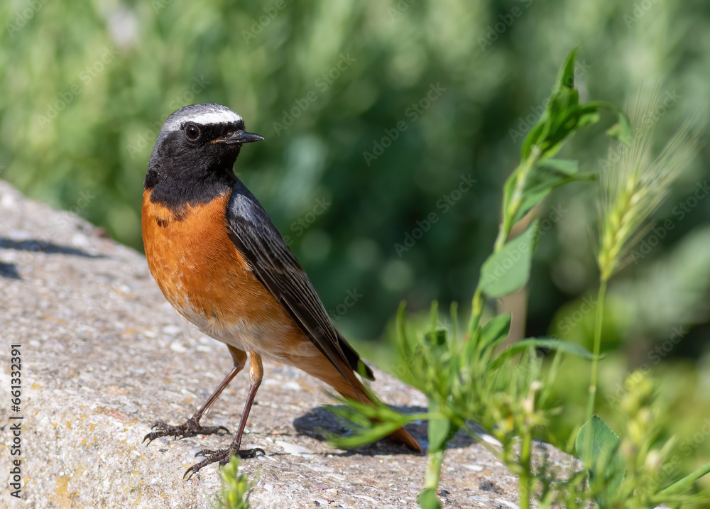 Common redstart, Phoenicurus phoenicurus. There's a bird sitting on the fence of the flowerbed