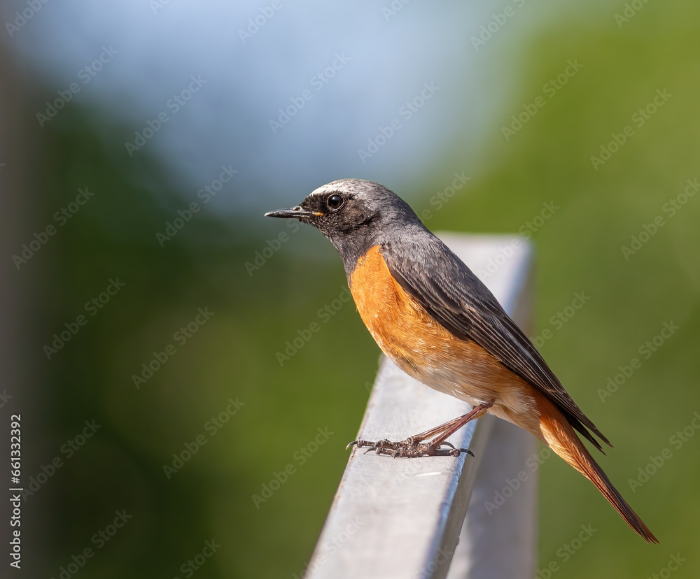 Common redstart, Phoenicurus phoenicurus. A bird sits on the railing Common redstart, Phoenicurus phoenicurus. A bird sits on the railing