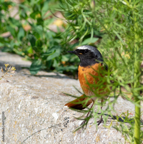 Common redstart, Phoenicurus phoenicurus. There's a bird sitting on the fence of the flowerbed