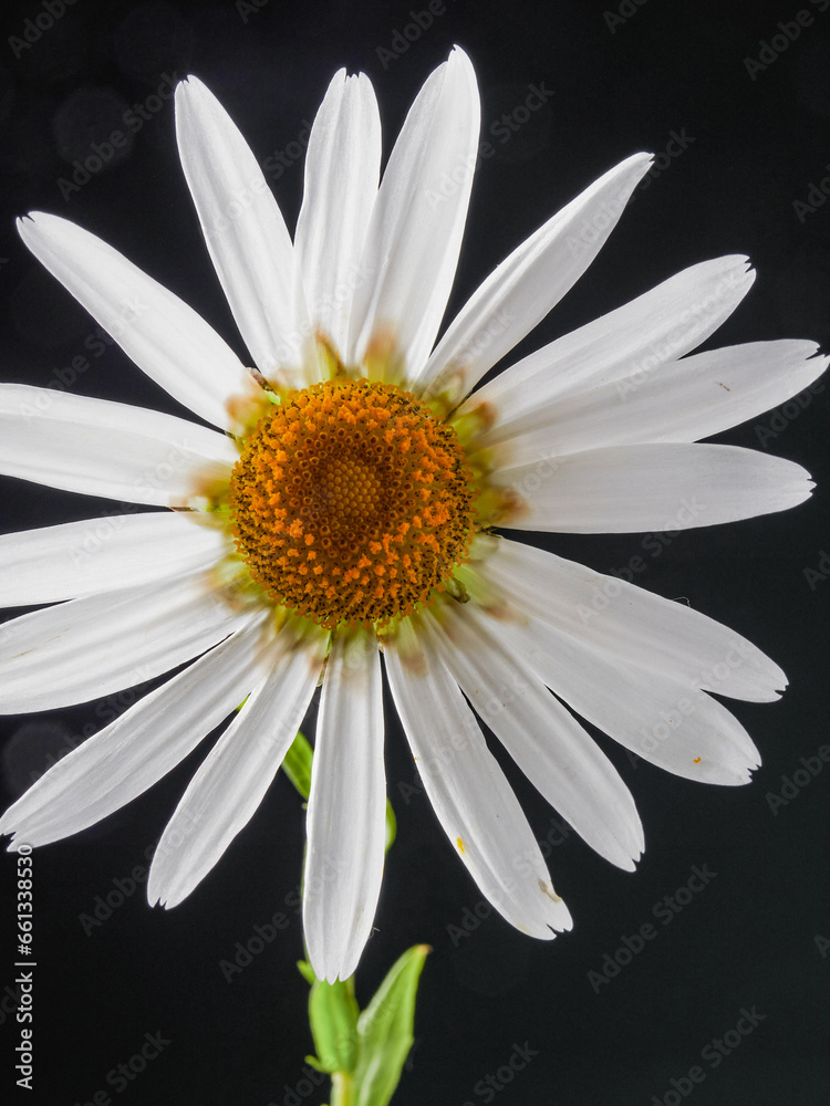 Bright beautiful bouquet of yellow white and red flowers, fragment, close. High quality photo Bright beautiful bouquet of yellow white and red flowers, fragment, close. High quality photo