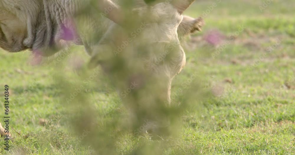 Podolian beef grazes freely in the field, passive animal husbandry Podolian beef grazes freely in the field, passive animal husbandry