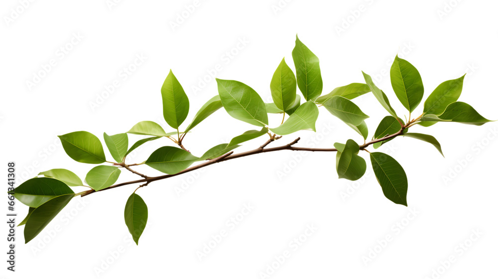 Tropical Tree Branch on Transparent Background Isolated on Transparent or White Background, PNG Tropical Tree Branch on Transparent Background Isolated on Transparent or White Background, PNG