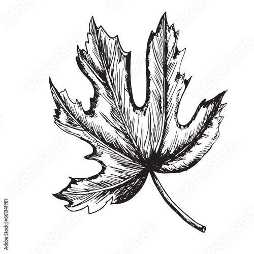 Hand-drawn black and white ink illustration. Fig leaf to combine with fid fruit in any design work. Vector