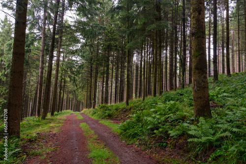 sentier forestier