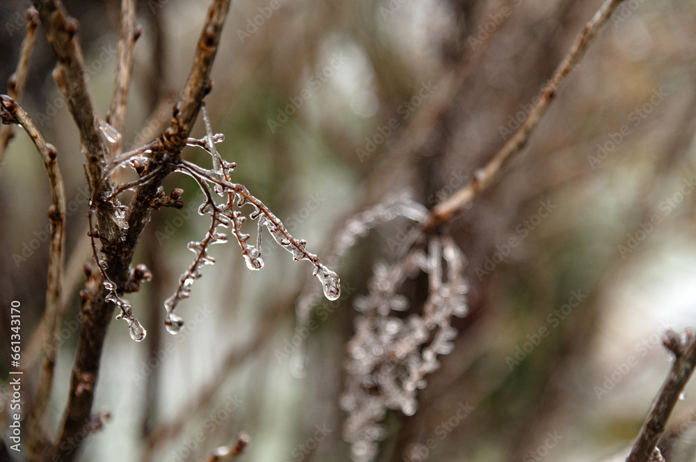Ice covers the plant in the garden. Autumn or winter natural phenomena, cold weather, storm, freezing rain. Selective focus. Ice covers the plant in the garden. Autumn or winter natural phenomena, cold weather, storm, freezing rain. Selective focus.