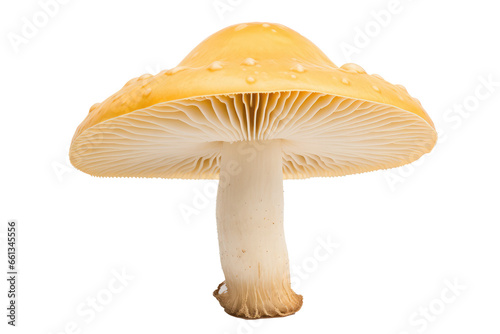 Amanita phalloides  photo