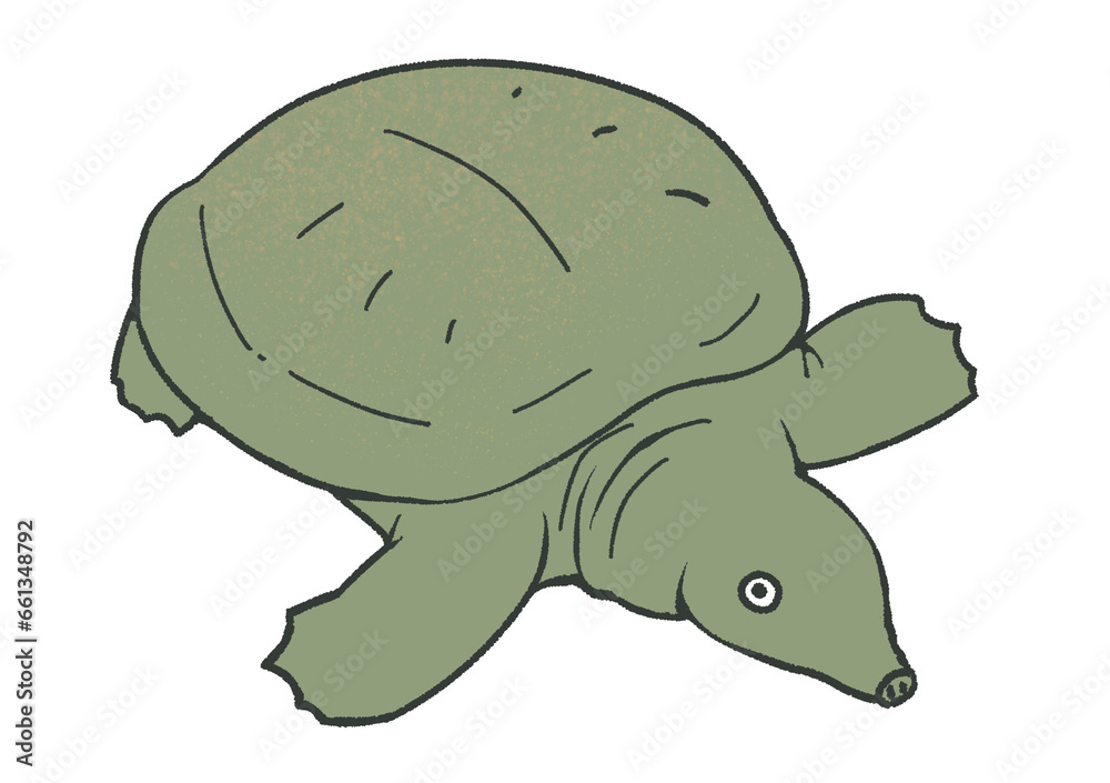 Fototapeta premium すっぽん