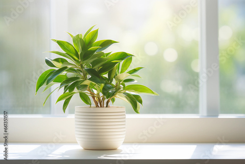 A plant in a white pot