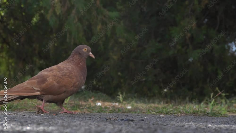 A pigeon pecks sunflower seeds on a path in the city A pigeon pecks sunflower seeds on a path in the city
