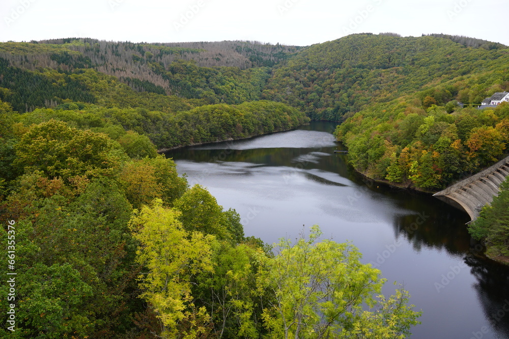 river in the forest