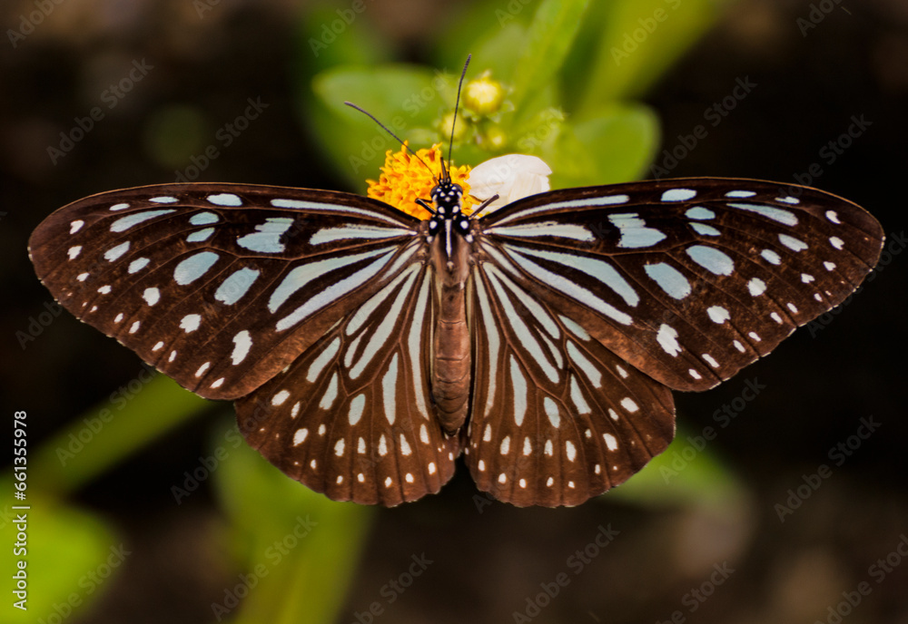 a blue-spotted butterfly resting elegantly on a flower. a blue-spotted butterfly resting elegantly on a flower.