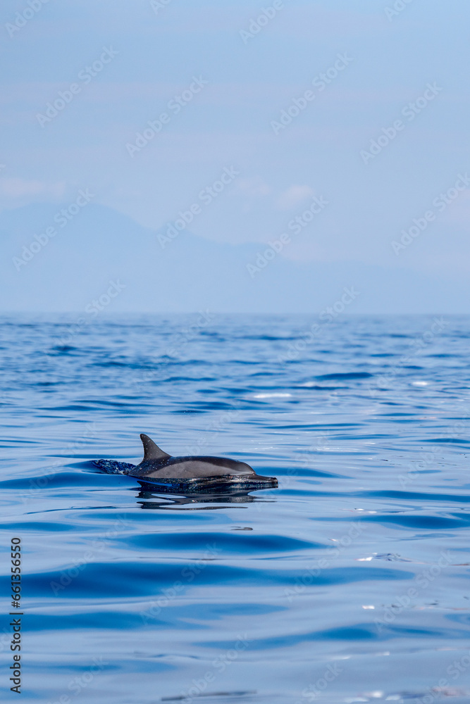 Fototapeta premium Dauphin sauvage à Lovina beach, Bali