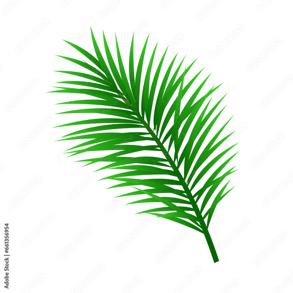 Vector tropical palm leaf isolated on white Vector tropical palm leaf isolated on white