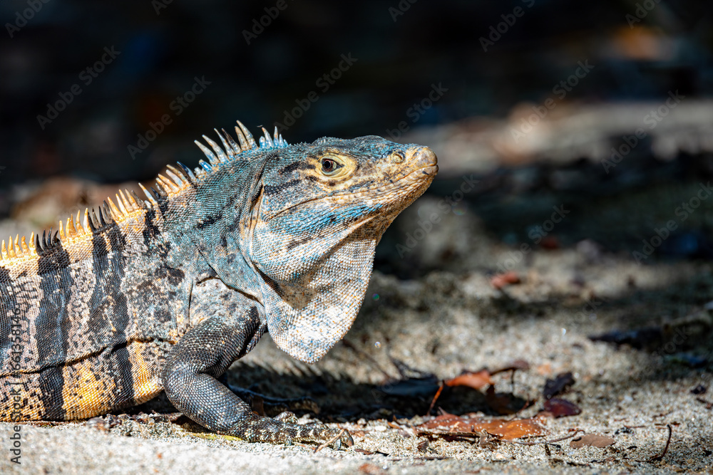 Head portrait of very impressive lizard black spiny-tailed iguana (Ctenosaura similis) in beach of Manuel Antonio National Park, Costa Rica wildlife.