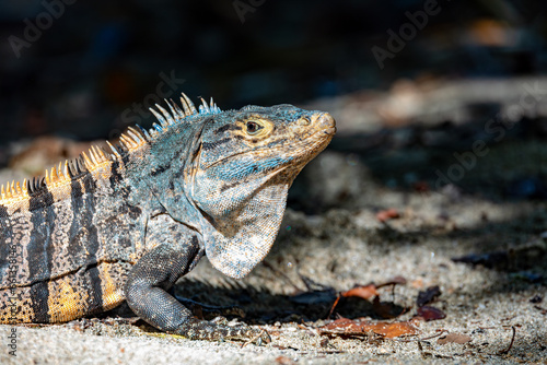 Head portrait of very impressive lizard black spiny-tailed iguana  Ctenosaura similis  in beach of Manuel Antonio National Park  Costa Rica wildlife.