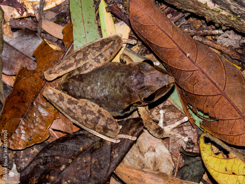Eastern Stoney Creek Frog in Queensland Australia