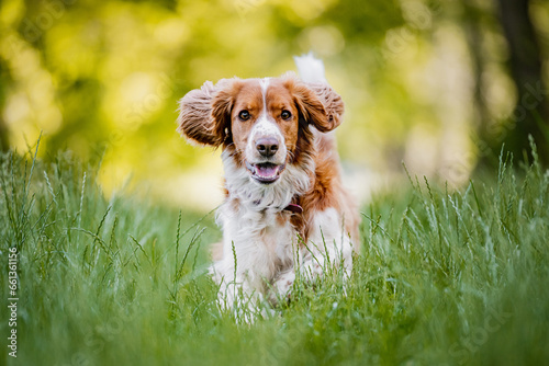 Adorable welsh springer spaniel dog breed running on a green meadow.