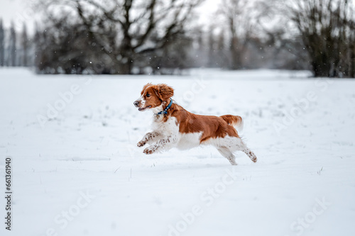 Fototapeta Naklejka Na Ścianę i Meble -  Adorable welsh springer spaniel dog breed running on a snowy land.