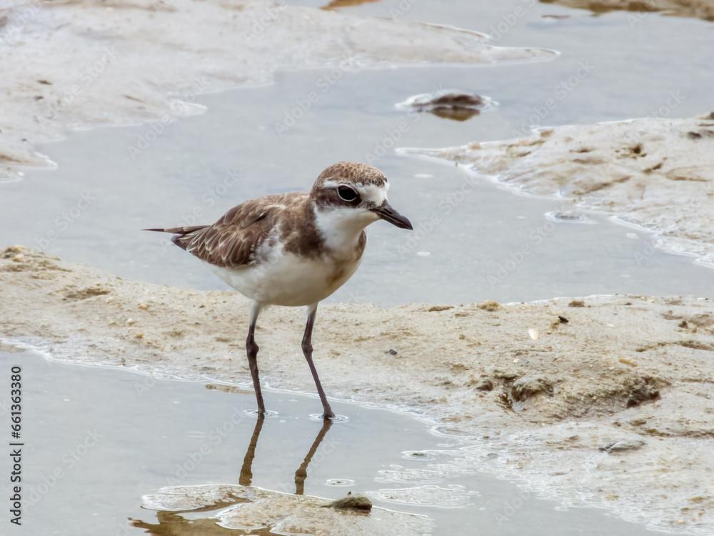 Greater Sand Plover in Queensland Australia Greater Sand Plover in Queensland Australia