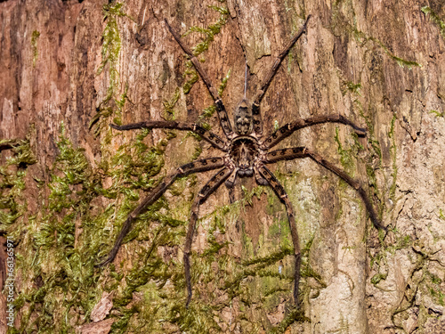 Huntsman Spider in Queensland Australia