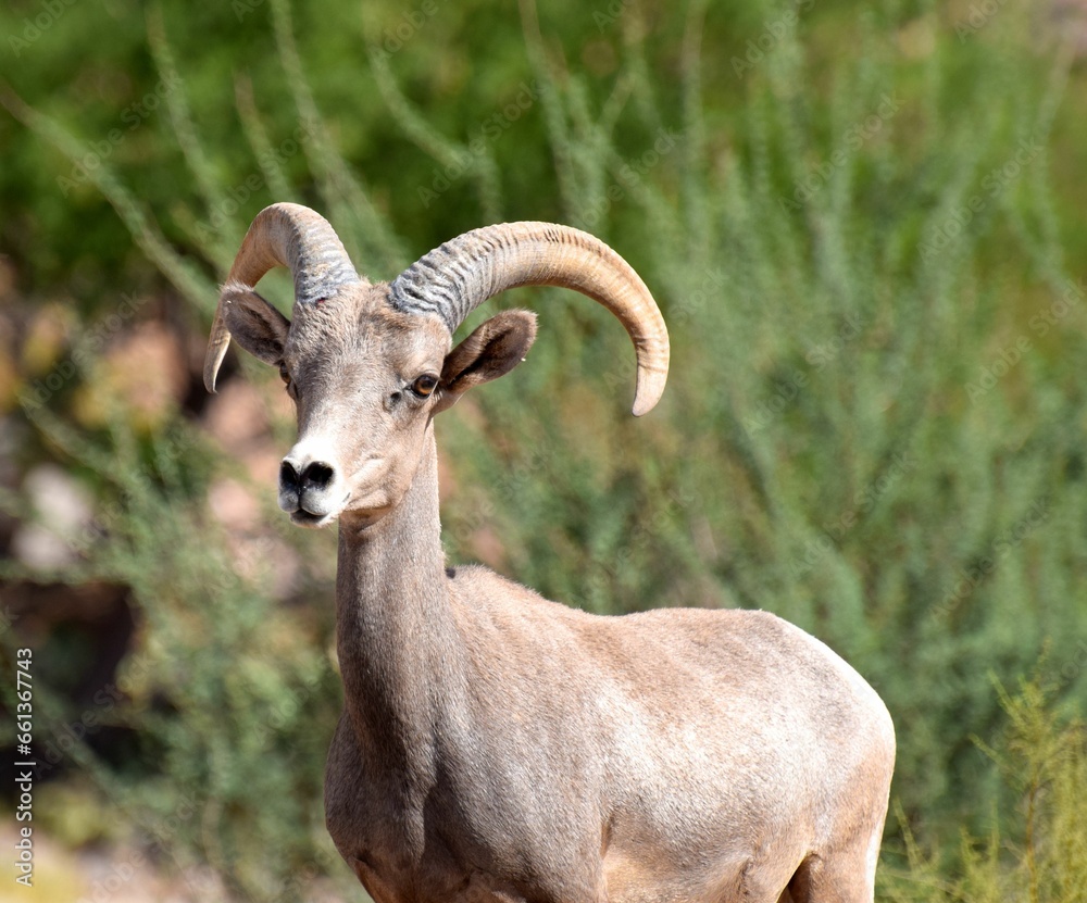 Bighorn Sheep in Nevada Desert, Boulder City, NV Bighorn Sheep in Nevada Desert, Boulder City, NV