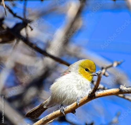 Closeup of a Verdin on a tree branch in Mojave Desert, NV