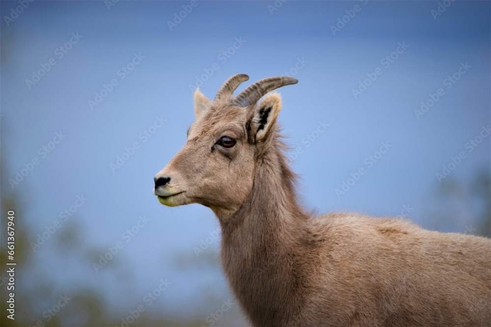 Bighorn Sheep in Nevada Desert, Boulder City, NV Bighorn Sheep in Nevada Desert, Boulder City, NV