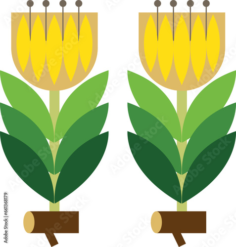 Golden root Rhodiola rosea stylized vector illustration