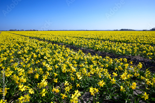 Commercial crop field of daffodils  North Holland  Netherlands.