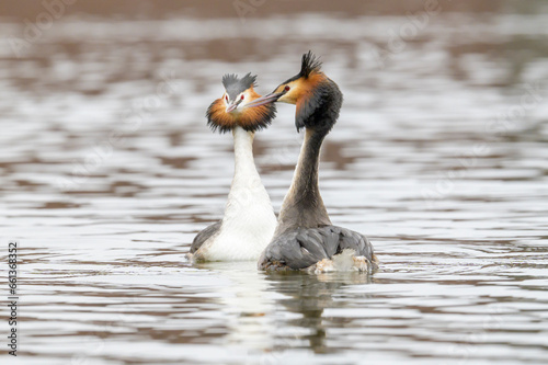 Great crested grebe (Podiceps cristatus), swimming pair performing the courtship display on the water, Netherlands.