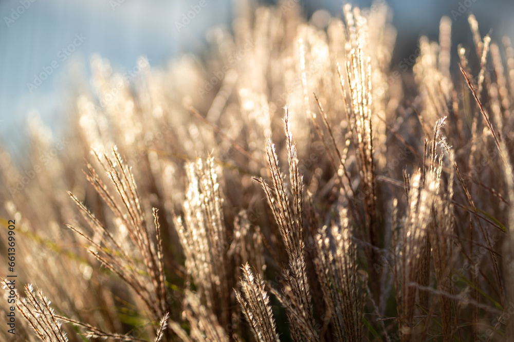Dry pampas grass at sunset light outdoors. Plant Cortaderia selloana soft focus. Natural abstract background with fluffy dry reeds in sunlight Dry pampas grass at sunset light outdoors. Plant Cortaderia selloana soft focus. Natural abstract background with fluffy dry reeds in sunlight